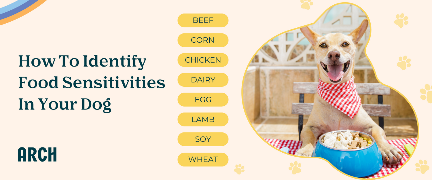 How To Identify Food Sensitivities In Your Dog